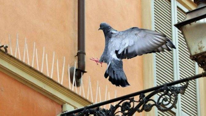 Как избавиться от голубей: на балконе, подоконнике или крыше навсегда