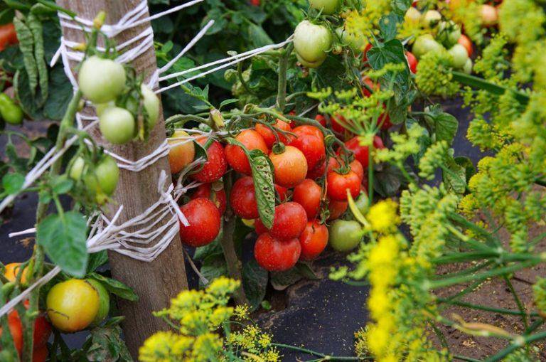 Отзывы о томате «дубок»: урожайность, устойчивость к фитофторотозу, уход