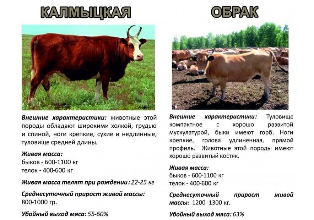 Шароле порода коров: характеристики, развеление и уход