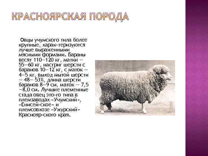 Мясные породы овец в россии. вес баранов