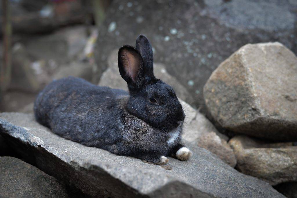 ᐉ черно бурый кролик описание породы - zoomanji.ru
