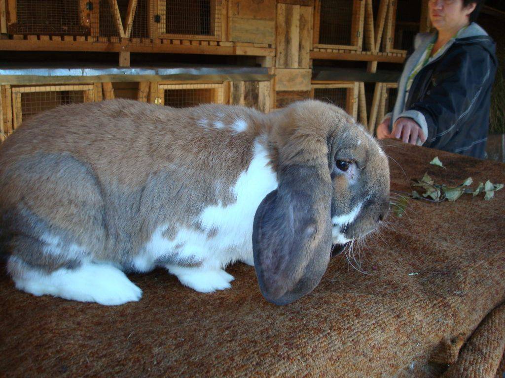 Кролик французский баран. описание вислоухого красавца с фото и видео