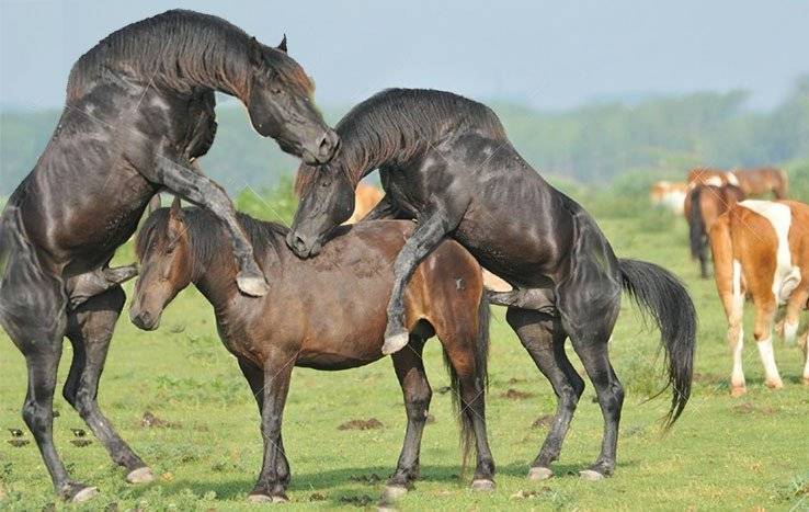 Разведение лошадей в домашних условиях: спаривание, видео