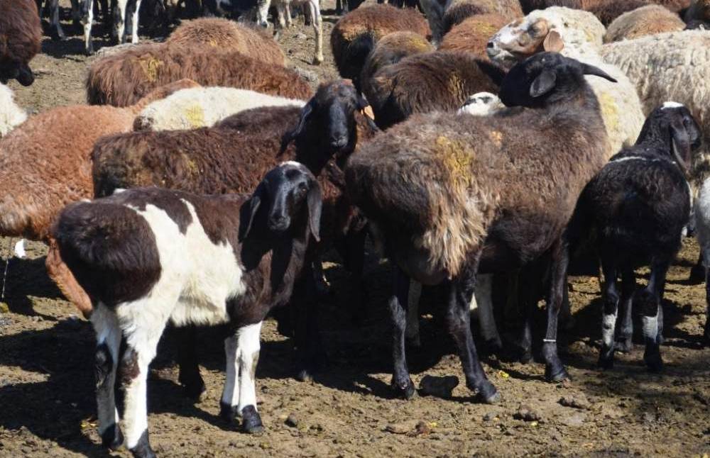 Курдючный баран (овца): фото, что такое курдюк, описание и разведение