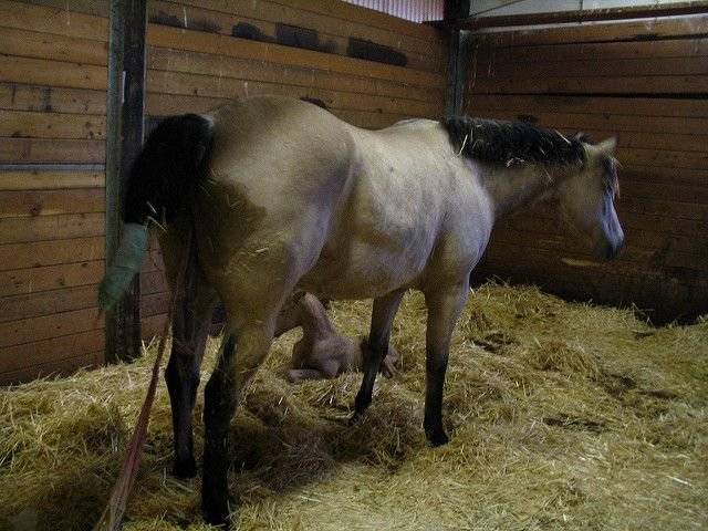 Ценные знания как рожают лошади помогут в успешной выжеребке