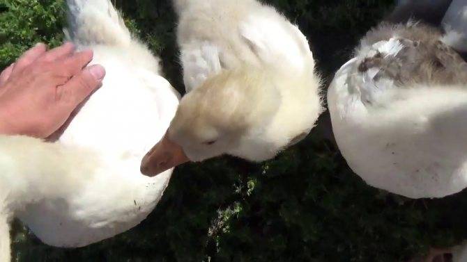 Как отличить гусака от гусыни: советы фермерам  | наши птички