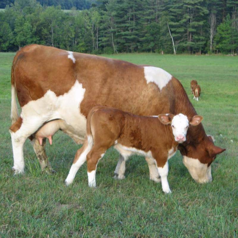 Симментальская порода коров - характеристика крс 2021