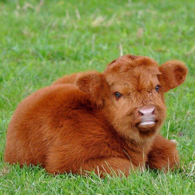 ᐉ плюшевая (пушистая) корова: характеристики - zooon.ru