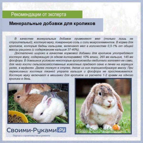 Почему крольчиха разбрасывает крольчат: причины и методы решения
