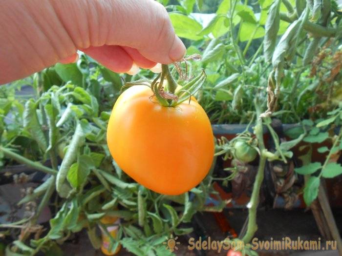 Как получить хороший урожай помидор в открытом грунте, хитрости и советы