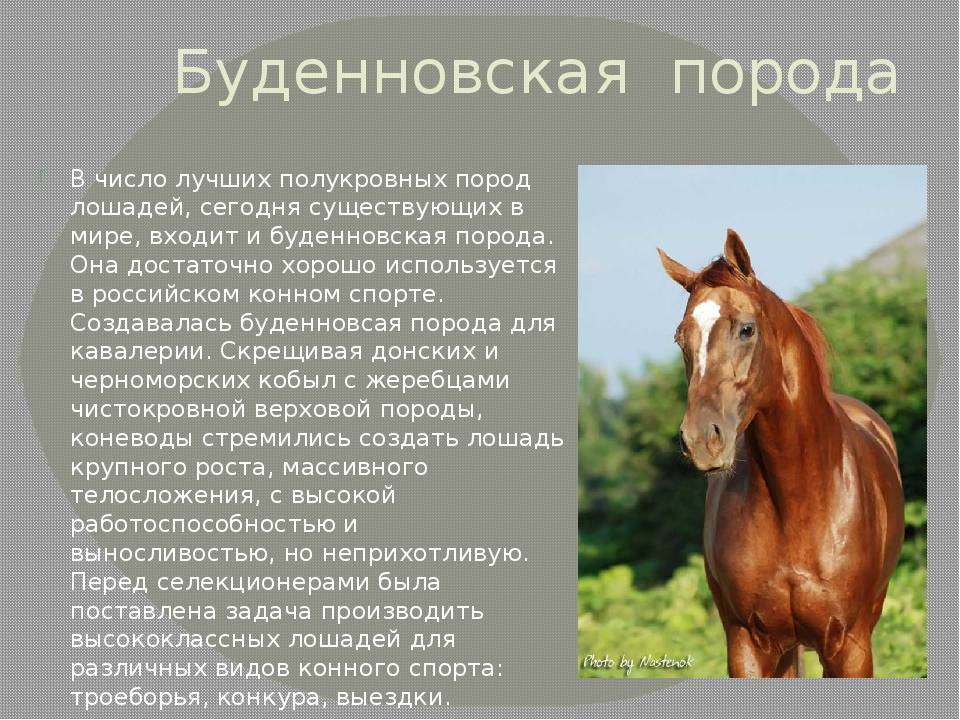 Дикая лошадь: места обитания в дикой природе, интересные факты, красивые фото, сколько живут, что едят, размножение, враги