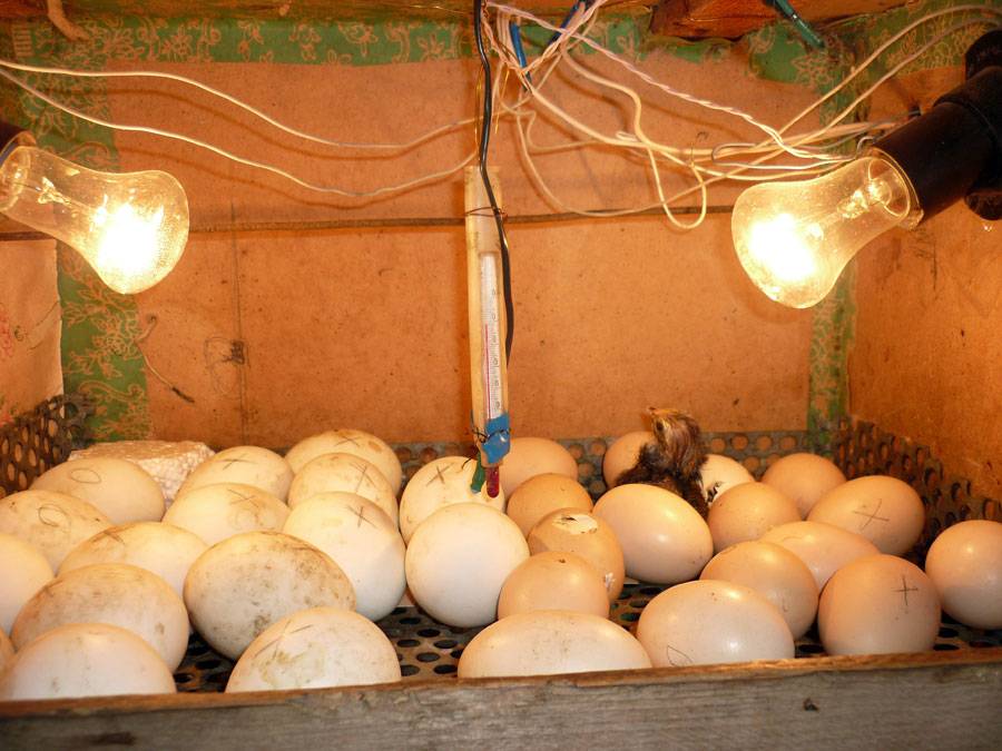 Топ-9 лучших инкубаторов для яиц в 2021 году