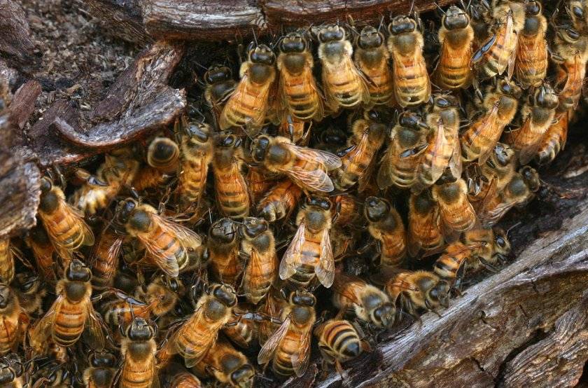 Как избавиться от пчел соcеда, в стене дома или на участке