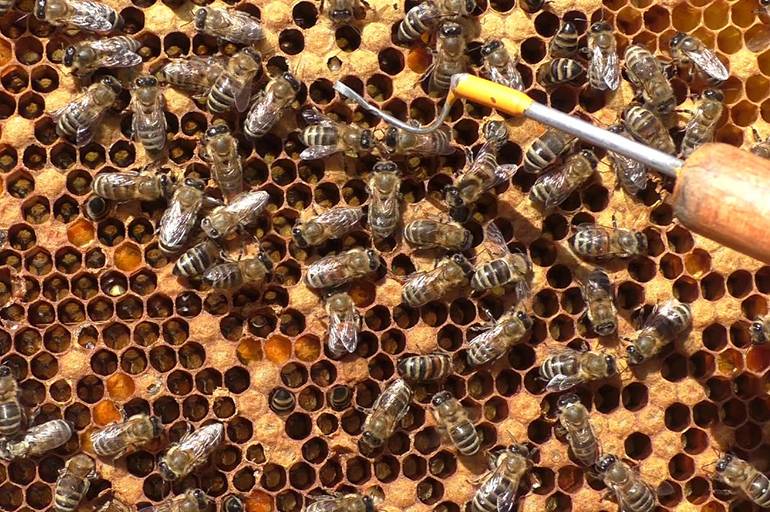 13629 (европейский гнилец пчел) - документ - студизба