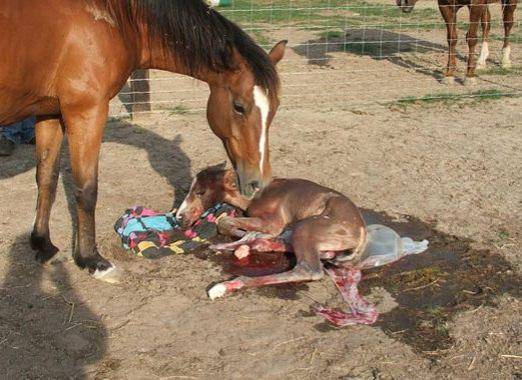 Беременность у лошадей: признаки, уход и содержание жеребых кобыл