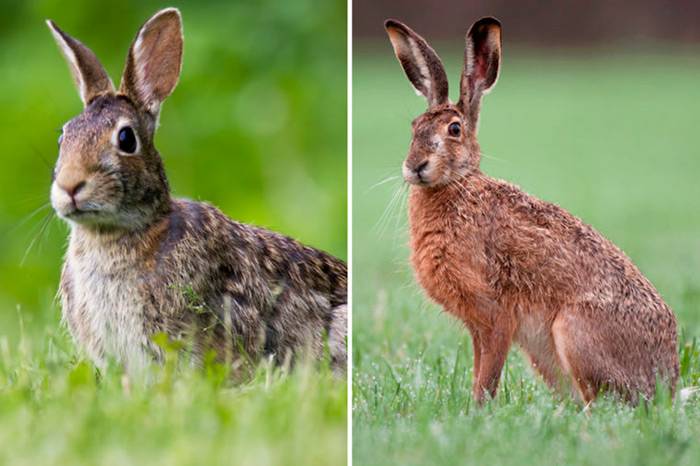 Основные отличия кролика от зайца: внешние особенности, образ жизни животных