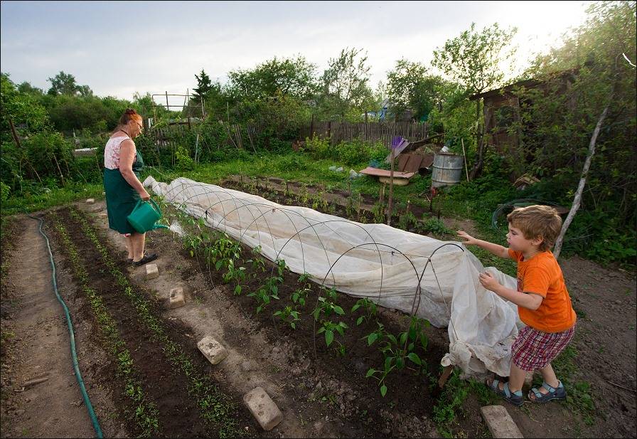 Работы в саду и в огороде в октябре 2022 – топ советов от «зеленой грядки» — agroxxi