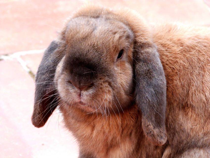 Кролики породы баран: французский, голландский, английский