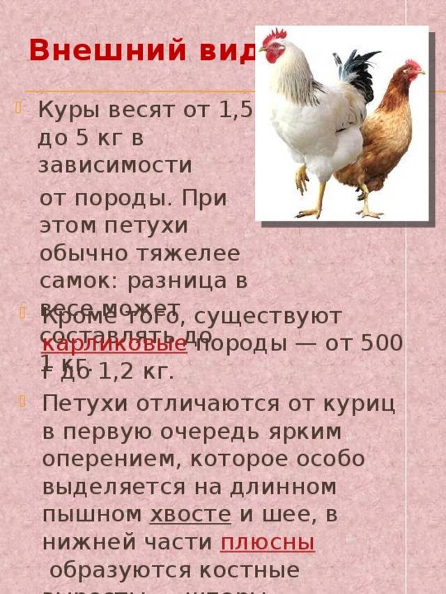 Как определить возраст курицы несушки при покупке