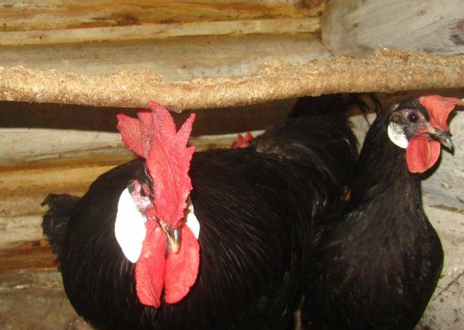 Черная и белая минорка — знаменитая испанская курица