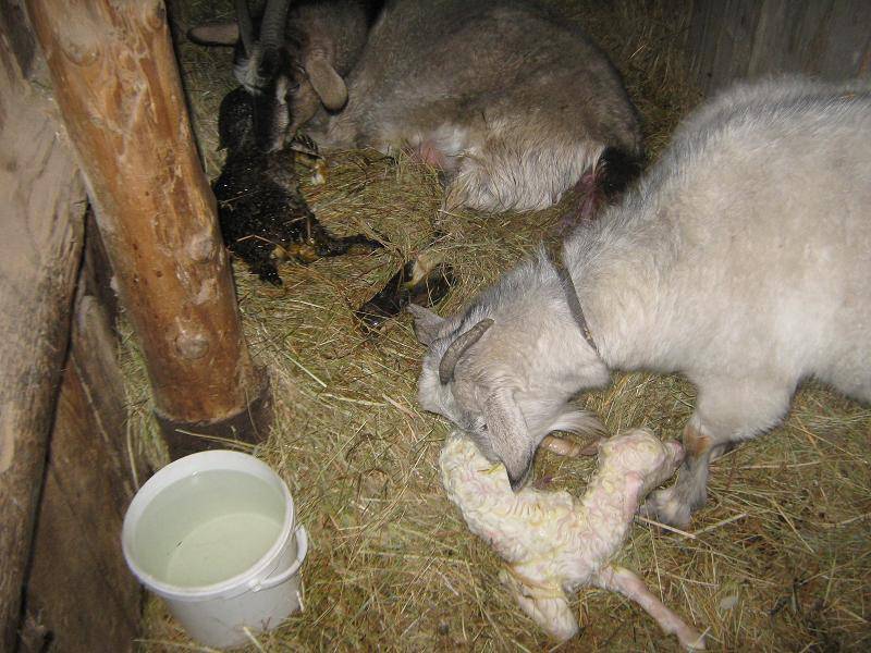 Беременность и окот козы - случка, признаки беременности, уход за козой до и после родов