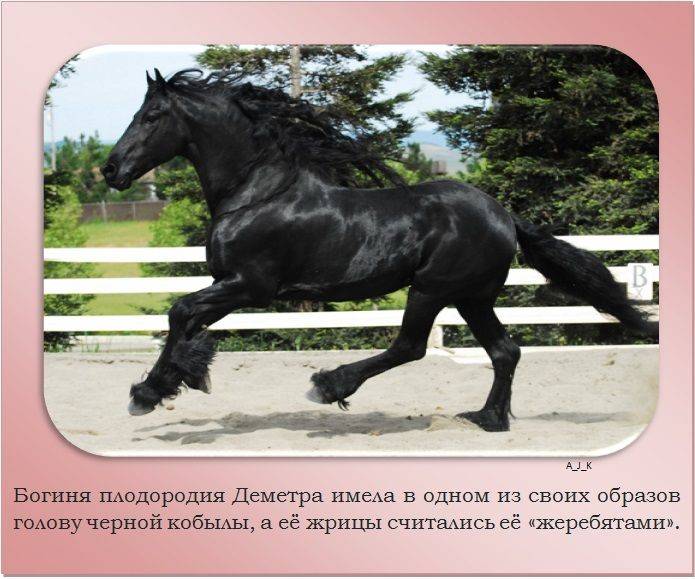 Лошади и их функции, интересные факты о конях, сведения о конном спорте