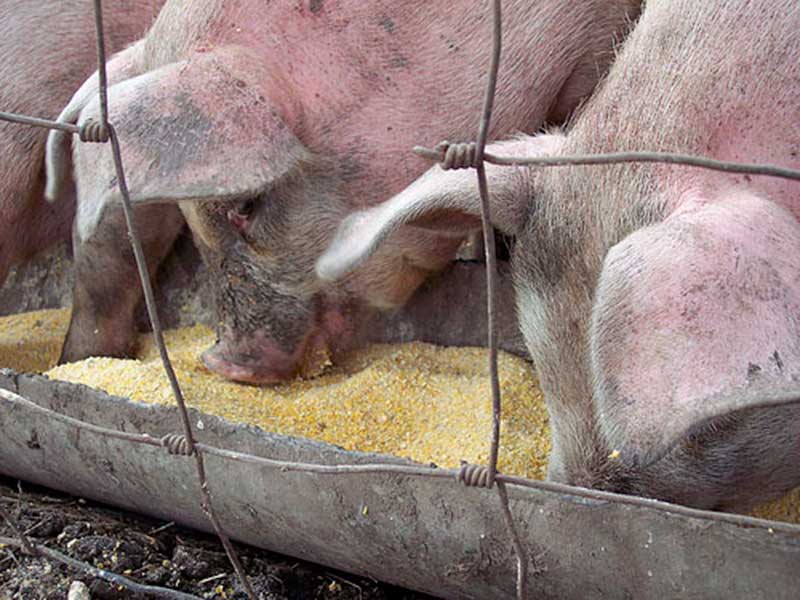 Новые достижения в кормлении свиней