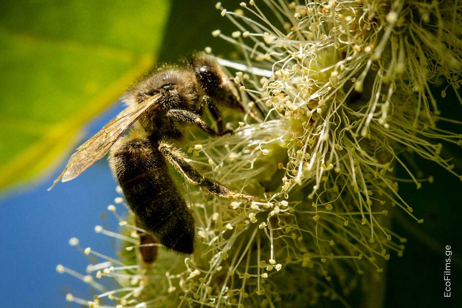 ᐉ серая горная кавказская пчела: описание, советы по уходу, плюсы и минусы - zookovcheg.ru