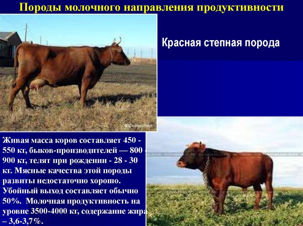 Породы быков с фотографиями и названиями. какие бывают породы быков?
