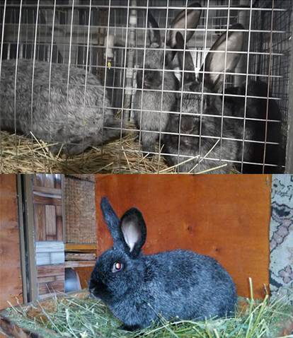 Кролик серебро вес по месяцам