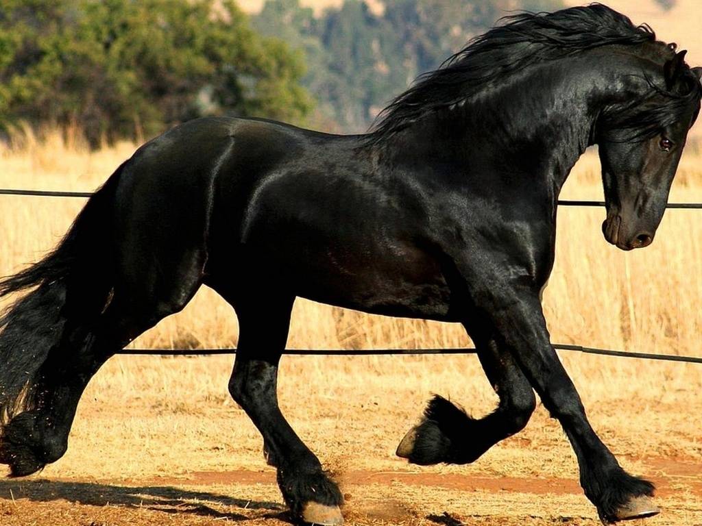Фризская порода лошадей: описание и фото, правила ухода и содержания