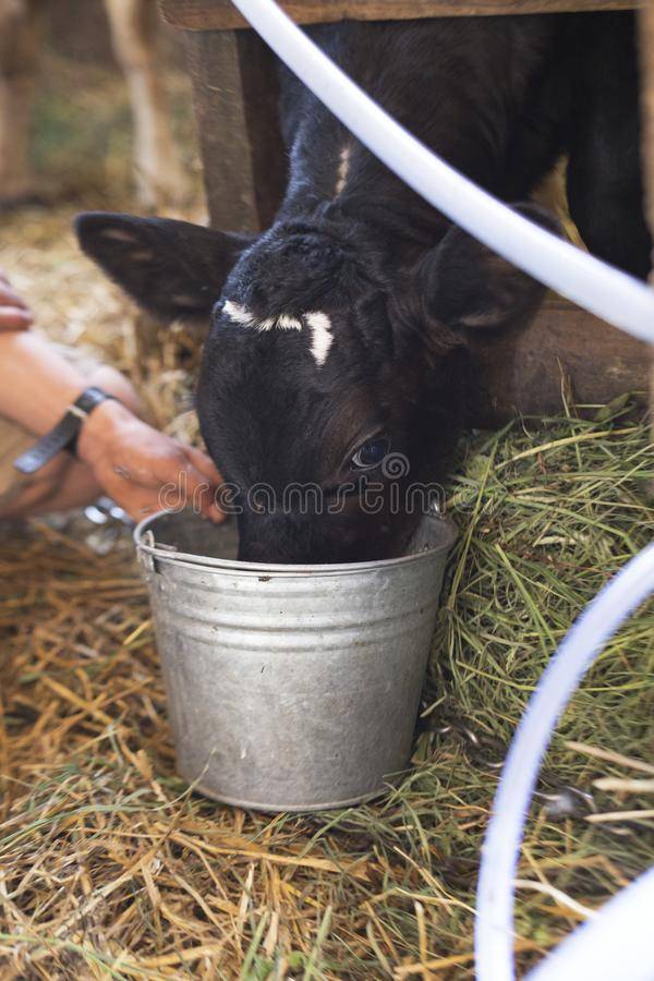 Если теленок не пьет молоко что делать — domdrug