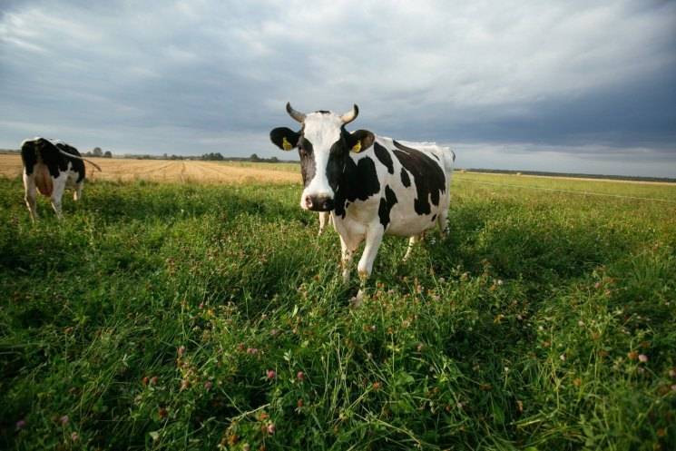 Голштинская корова: описание и характеристика породы, отзывы