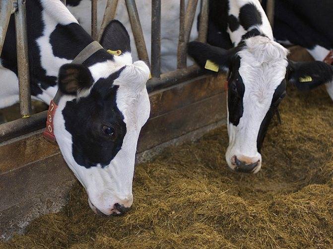 Учет крупнорогатого скота, особенности учета и тонкости отражения