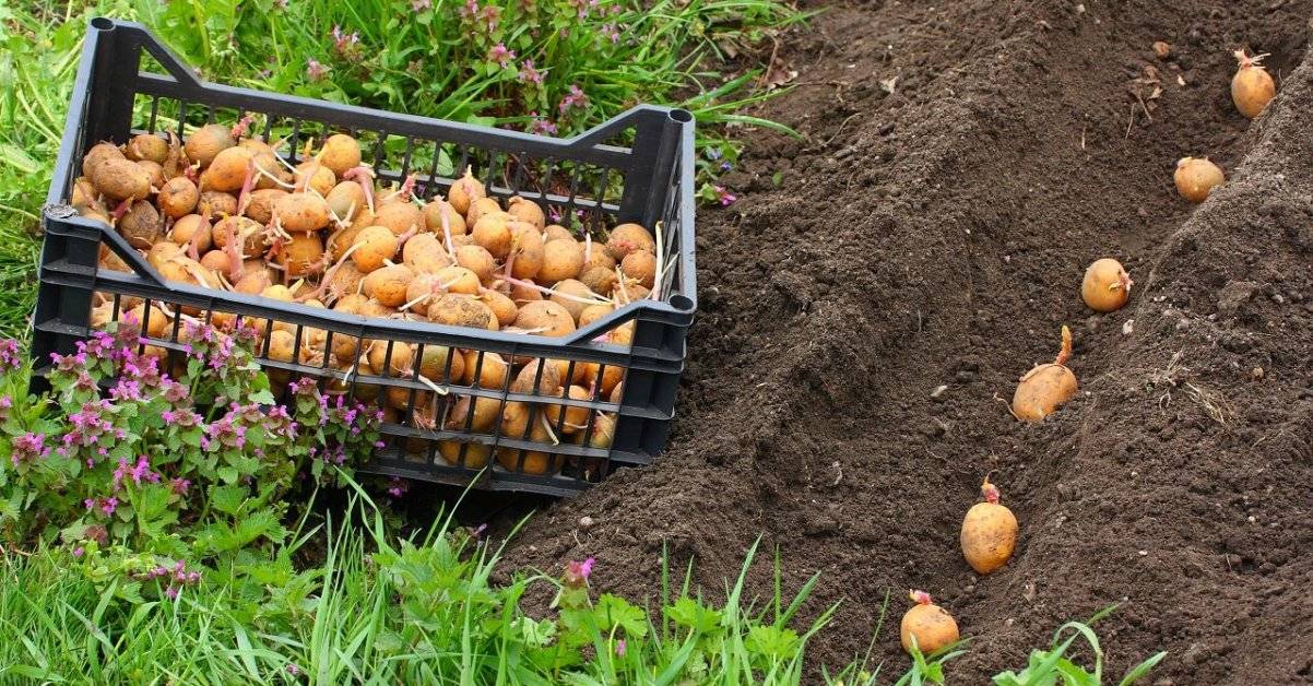 Подготовка картофеля к посадке весной: когда доставать на проращивание, этапы обработки, фото, видео