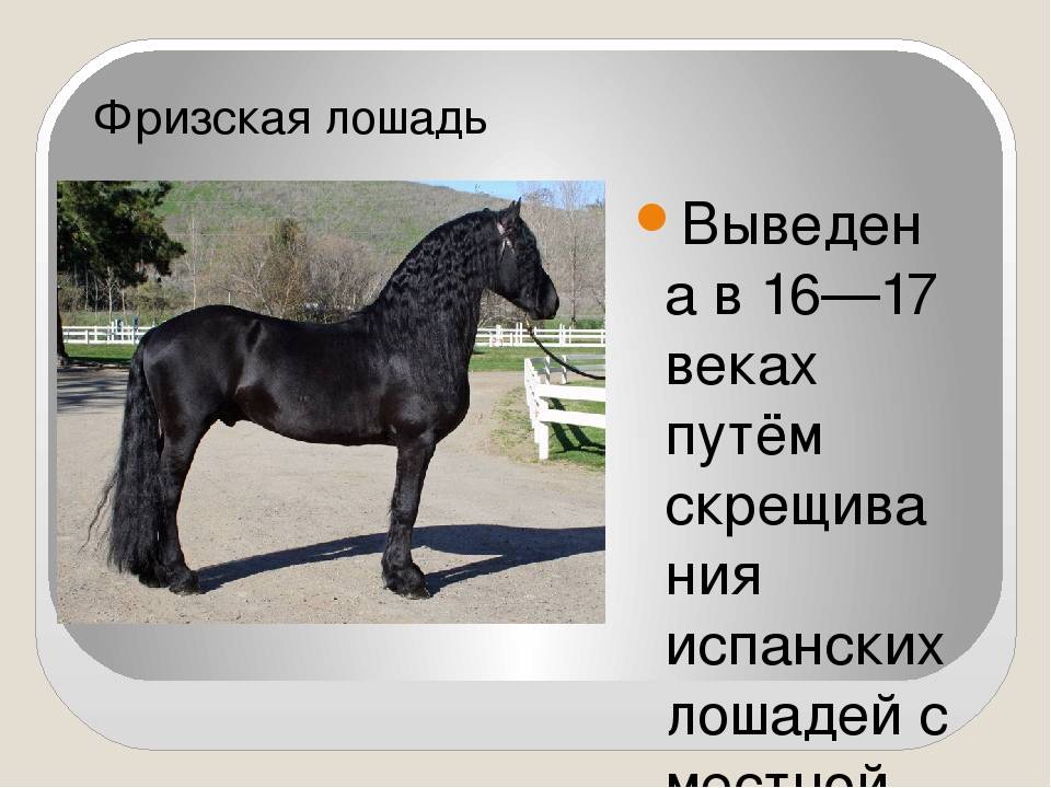 Виды и породы лошадей тяжеловозов: особенности, описание и характеристики российских и иностранных коней