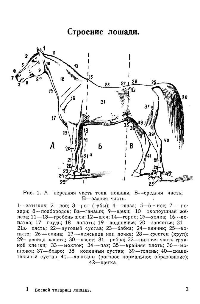Рассматриваем анатомию лошади: подробное описание и фото
рассматриваем анатомию лошади: подробное описание и фото