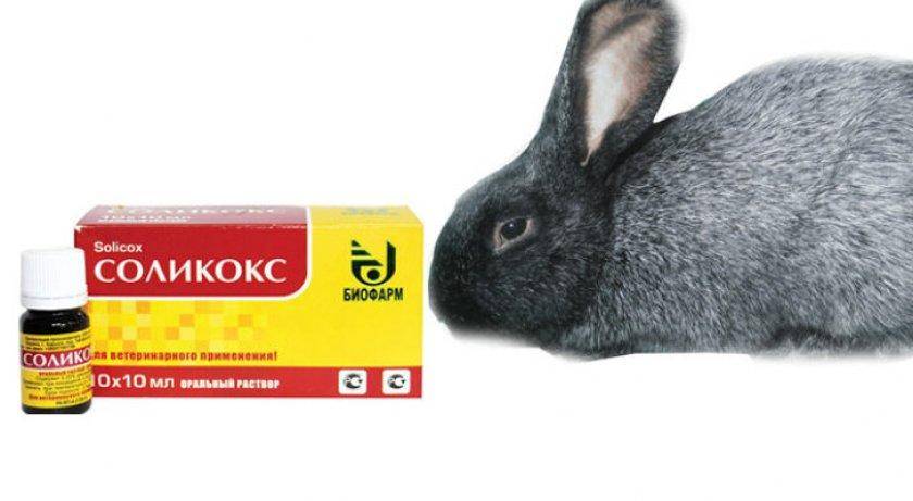 Применение препарата соликокс для кроликов и птиц