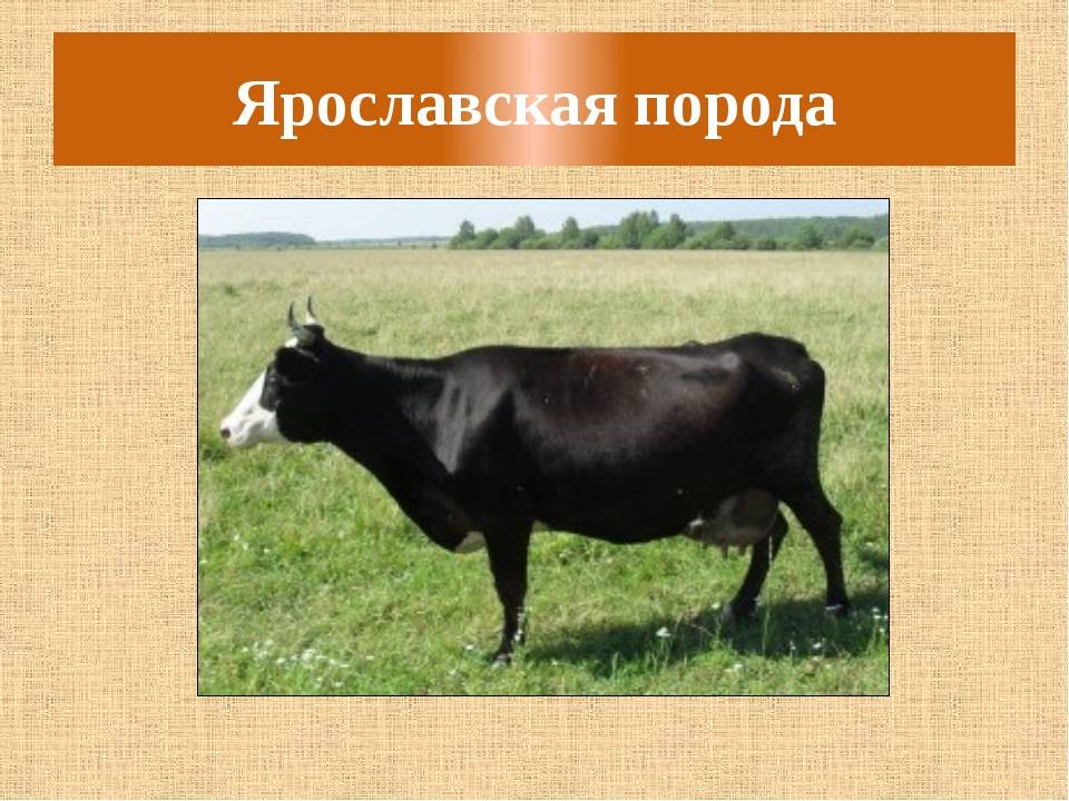 "ярославская" порода коров