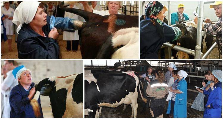 Искусственное осеменение коров: подробная инструкция всех методов