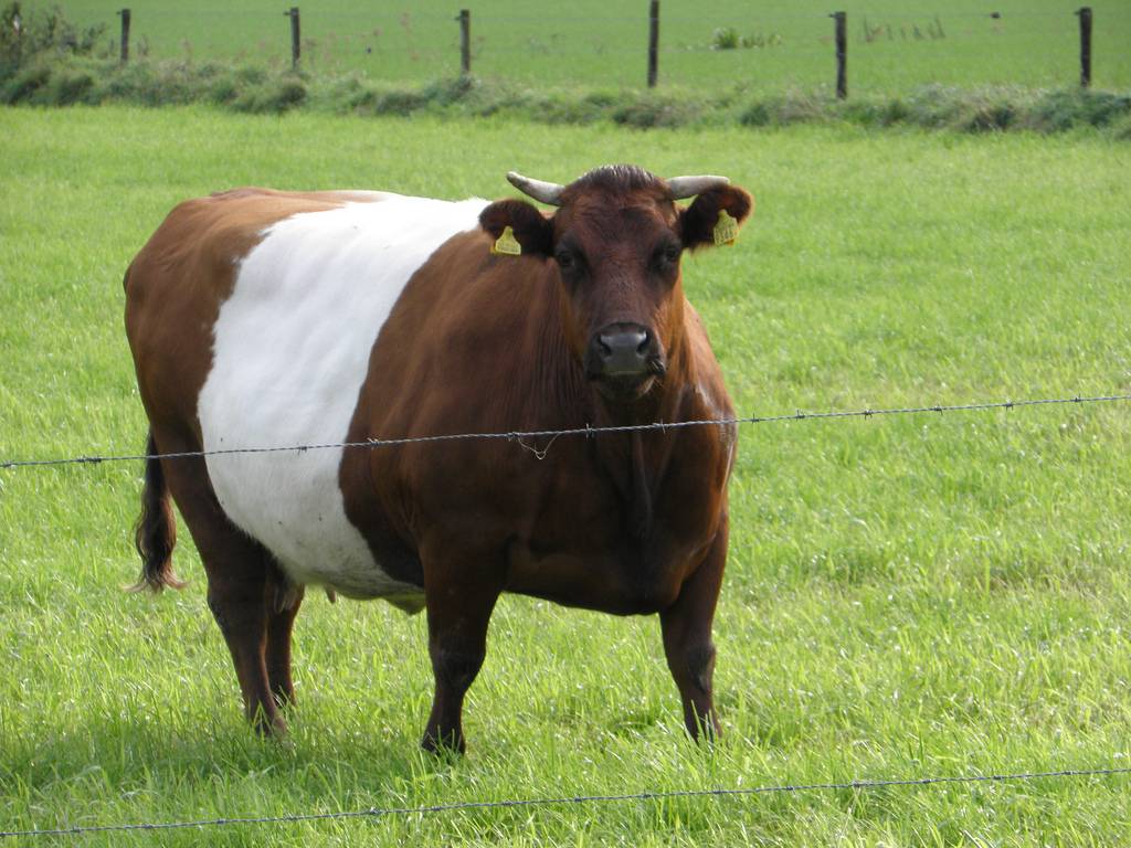 Кормление крупного рогатого скота: как выбрать правильный рацион