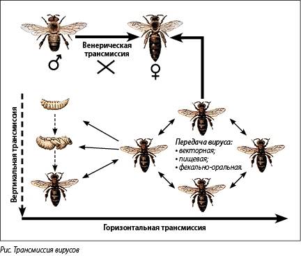 Описание симптомов и лечение вирусного паралича пчел
