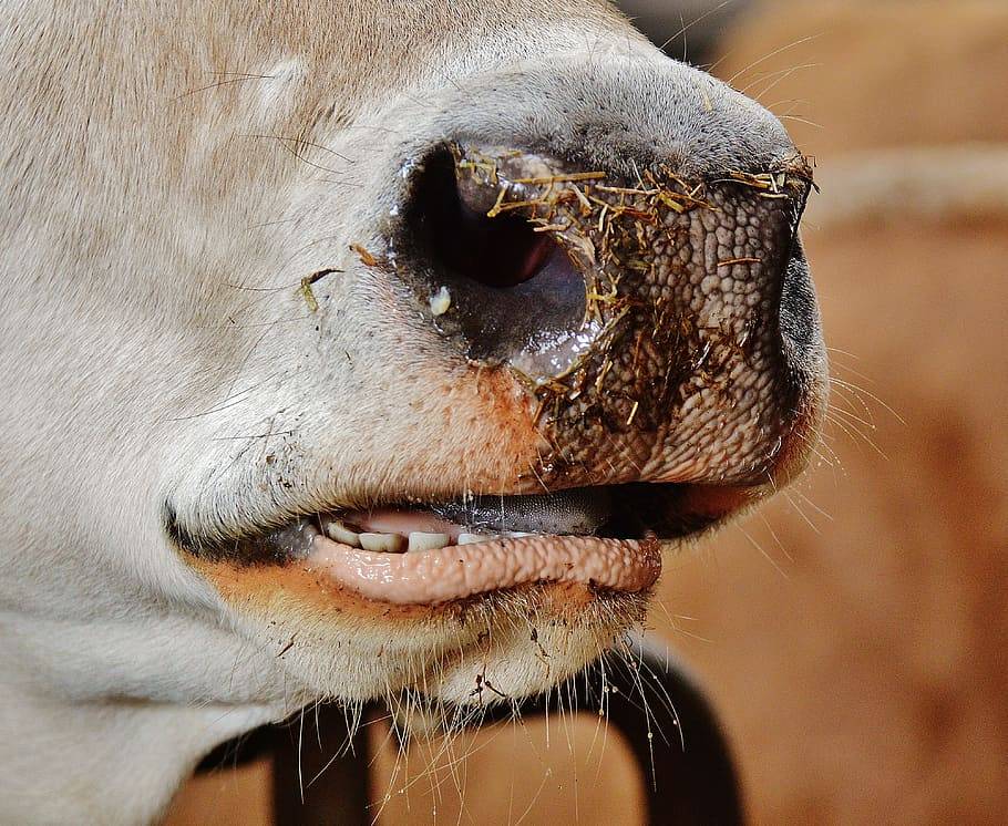 Почему теленок скрипит зубами: причины и что делать, методы лечения