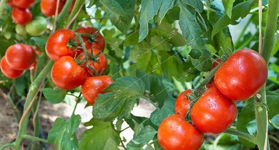 Томат спрут f1: отзывы, фото, как выращивать помидоры в открытом грунте, технология и секреты по уходу за деревом, видео