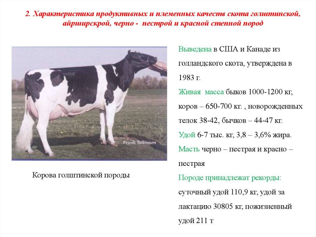 Черно-пестрая порода коров: характеристика, описание, фото, отзывы