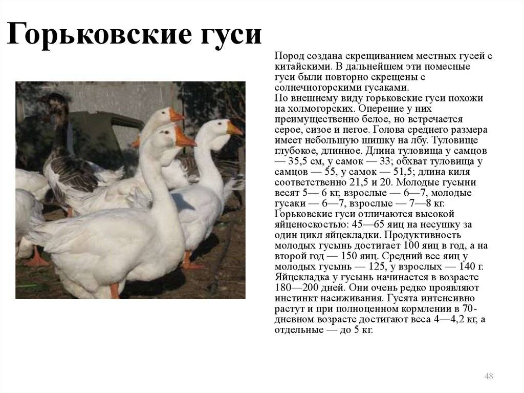 Породы домашних гусей: с фото, названиями и описанием