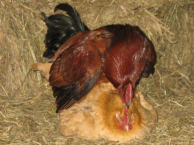 О схеме оплодотворения курицы петухом: половая система птиц и размножение