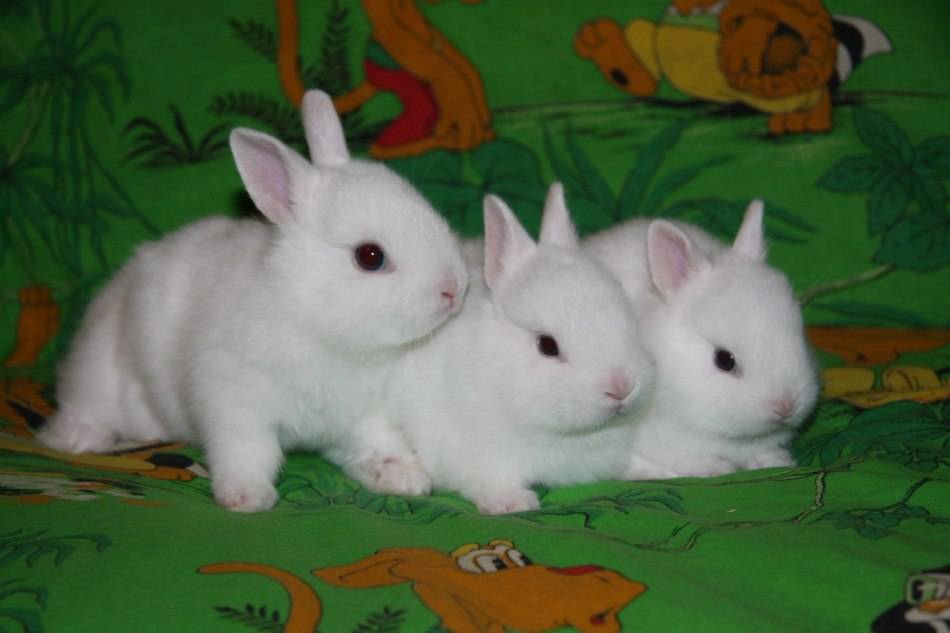 Средняя продолжительность жизни кроликов