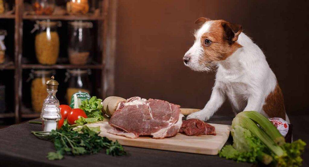 Кормление собаки натуральной пищей: рацион и таблица кормления
