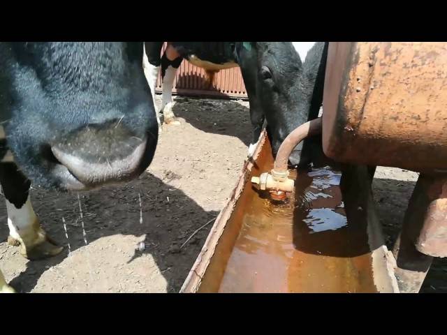 Поилки для коров: виды и как сделать своими руками, пошаговые инструкции
